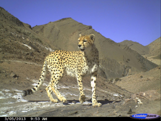 Illustration for article titled Nature's Candids: The Best Wildlife Camera-Trap Photography Of 2014